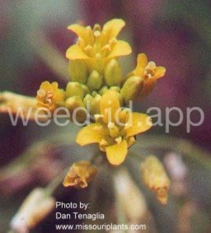 yellowcress, spreading